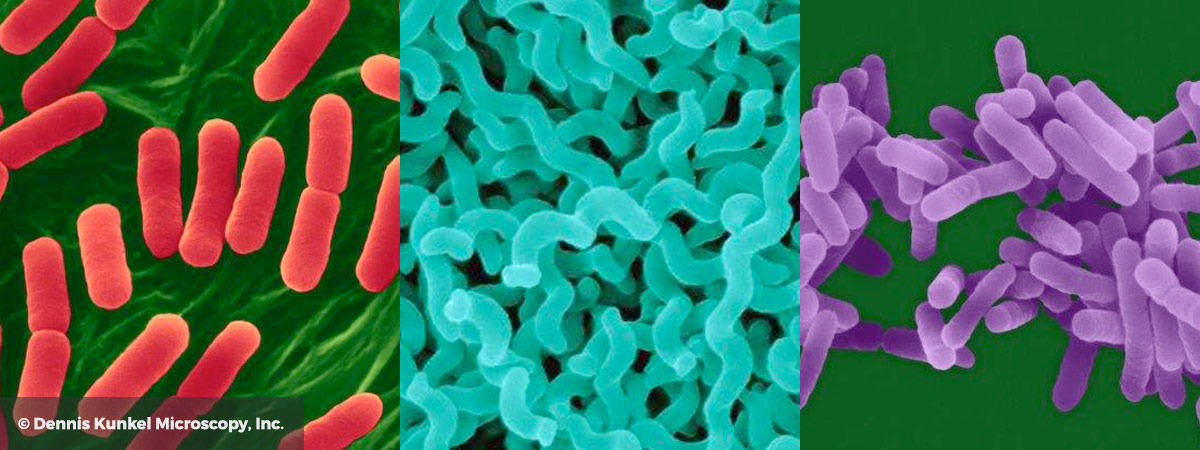 Pathogens image